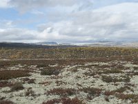 N, Oppland, Dovre, Fokstumyra 177, Saxifraga-Annemiek Bouwman