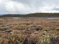 N, Oppland, Dovre, Fokstumyra 178, Saxifraga-Annemiek Bouwman