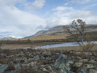 N, Oppland, Dovre, Fokstumyra 183, Saxifraga-Annemiek Bouwman