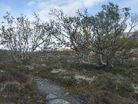 N, Oppland, Dovre, Fokstumyra 184, Saxifraga-Annemiek Bouwman