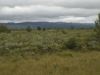 N, Oppland, Dovre, Fokstumyra 2, Saxifraga-Willem van Kruijsbergen