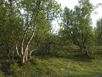 N, Oppland, Dovre, Fokstumyra 27, Saxifraga-Jan van der Straaten