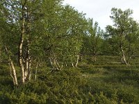 N, Oppland, Dovre, Fokstumyra 28, Saxifraga-Jan van der Straaten