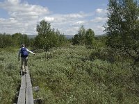 N, Oppland, Dovre, Fokstumyra 33, Saxifraga-Jan van der Straaten