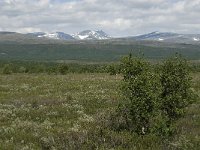 N, Oppland, Dovre, Fokstumyra 39, Saxifraga-Jan van der Straaten