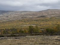 N, Oppland, Dovre, Fokstumyra 50, Saxifraga-Willem van Kruijsbergen