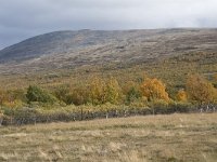 N, Oppland, Dovre, Fokstumyra 54, Saxifraga-Willem van Kruijsbergen