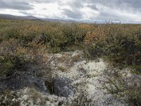 N, Oppland, Dovre, Fokstumyra 58, Saxifraga-Willem van Kruijsbergen