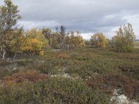 N, Oppland, Dovre, Fokstumyra 60, Saxifraga-Willem van Kruijsbergen