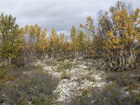 N, Oppland, Dovre, Fokstumyra 61, Saxifraga-Willem van Kruijsbergen