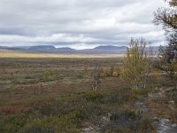 N, Oppland, Dovre, Fokstumyra 66, Saxifraga-Willem van Kruijsbergen