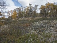 N, Oppland, Dovre, Fokstumyra 68, Saxifraga-Willem van Kruijsbergen