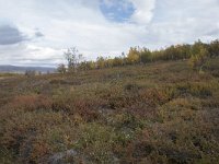 N, Oppland, Dovre, Fokstumyra 71, Saxifraga-Willem van Kruijsbergen