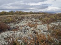 N, Oppland, Dovre, Fokstumyra 75, Saxifraga-Willem van Kruijsbergen