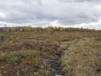 N, Oppland, Dovre, Fokstumyra 77, Saxifraga-Willem van Kruijsbergen