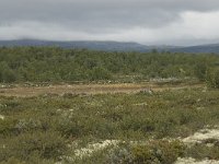 N, Oppland, Dovre, Fokstumyra 9, Saxifraga-Willem van Kruijsbergen