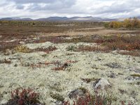 N, Oppland, Dovre, Fokstumyra 95, Saxifraga-Willem van Kruijsbergen