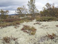 N, Oppland, Dovre, Valasjoen 12, Saxifraga-Willem van Kruijsbergen