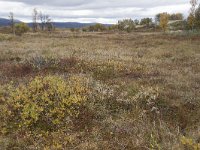 N, Oppland, Dovre, Valasjoen 15, Saxifraga-Willem van Kruijsbergen