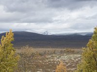 N, Oppland, Dovre, Valasjoen 7, Saxifraga-Willem van Kruijsbergen