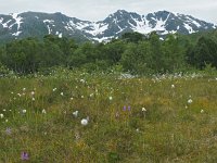 N, Troms, Kaefjord, Gullesfjordbotn 22, Saxifraga-Hans Dekker