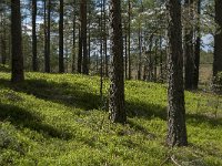 S, Jonkoping Lan, Varnamo, Lovo 25, Saxifraga-Jan van der Straaten