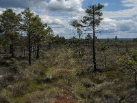 S, Jonkoping Lan, Varnamo, Lovo 29, Saxifraga-Jan van der Straaten