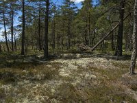 S, Jonkoping Lan, Varnamo, Lovo 40, Saxifraga-Marijke Verhagen