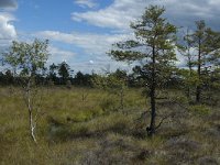 S, Jonkoping Lan, Varnamo, Lovo 42, Saxifraga-Marijke Verhagen