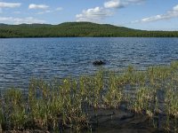 S, Norbotten Lan, Arjeplog 1, Saxifraga-Jan van der Straaten