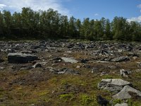 S, Norbotten Lan, Arjeplog 12, Saxifraga-Marijke Verhagen