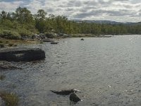 S, Norbotten Lan, Arjeplog 6, Saxifraga-Marijke Verhagen