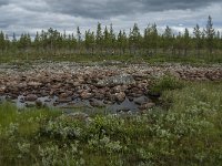 S, Norrbottens Lan, Arjeplog, Jackvik 1, Saxifraga-Jan van der Straaten