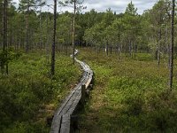 S, Uppsala Lan, Heby 8, Saxifraga-Jan van der Straaten