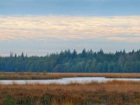 NL, Drenthe, De Wolden, Gijsselter Koelen 3, Saxifraga-Hans Dekker