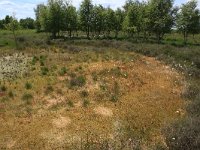 NL, Drenthe, Emmen, Bargerveen 102, Saxifraga-Hans Boll