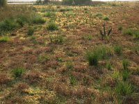 NL, Drenthe, Emmen, Bargerveen 111, Saxifraga-Hans Boll