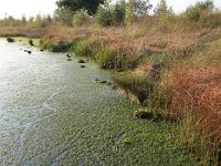 NL, Drenthe, Emmen, Bargerveen 118, Saxifraga-Hans Boll