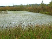 NL, Drenthe, Emmen, Bargerveen 120, Saxifraga-Hans Boll