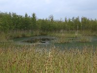 NL, Drenthe, Emmen, Bargerveen 121, Saxifraga-Hans Boll