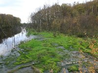 NL, Drenthe, Emmen, Bargerveen 124, Saxifraga-Hans Boll