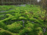 NL, Drenthe, Emmen, Bargerveen 127, Saxifraga-Hans Boll