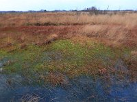 NL, Drenthe, Emmen, Bargerveen 134, Saxifraga-Hans Boll