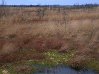 NL, Drenthe, Emmen, Bargerveen 136, Saxifraga-Hans Boll