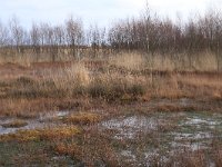 NL, Drenthe, Emmen, Bargerveen 137, Saxifraga-Hans Boll