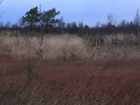 NL, Drenthe, Emmen, Bargerveen 147, Saxifraga-Hans Boll