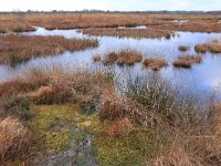 NL, Drenthe, Emmen, Bargerveen 159, Saxifraga-Hans Boll