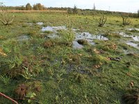 NL, Drenthe, Emmen, Bargerveen 161, Saxifraga-Hans Boll