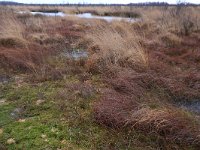 NL, Drenthe, Emmen, Bargerveen 164, Saxifraga-Hans Boll