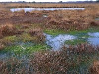 NL, Drenthe, Emmen, Bargerveen 165, Saxifraga-Hans Boll